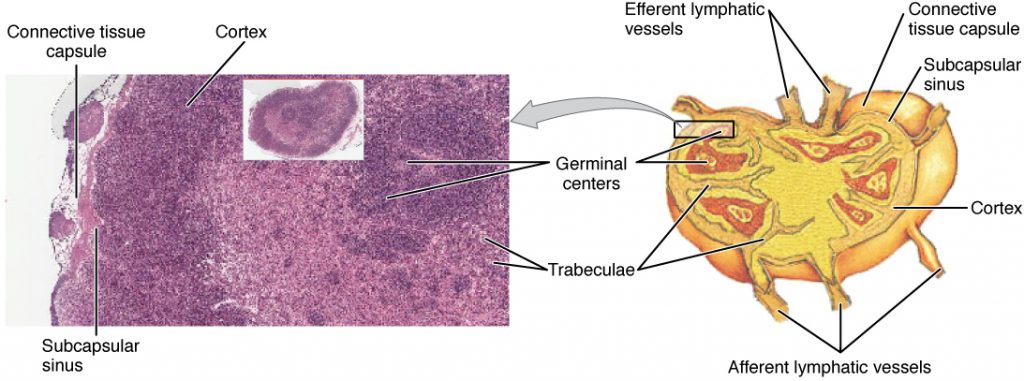 Structure and Histology of a Lymph Node
