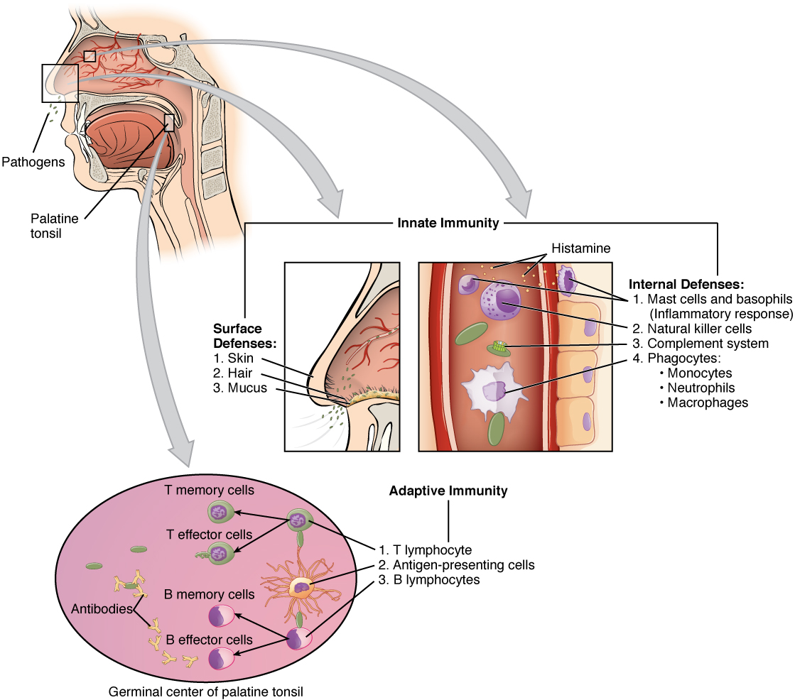 Cooperation between Innate and Adaptive Immune Responses