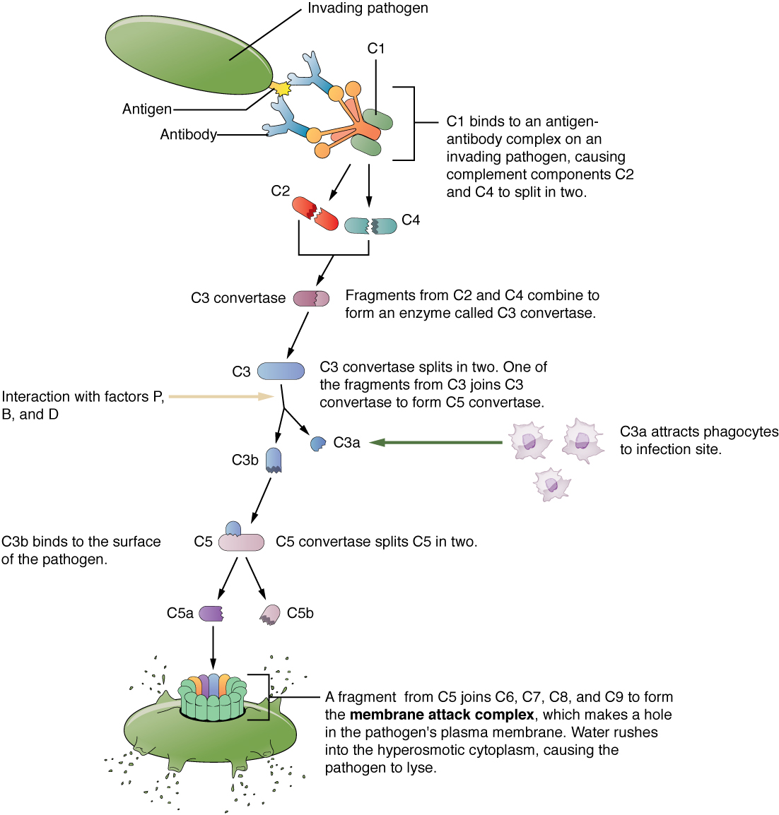 Complement Cascade and Function