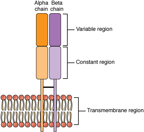 Alpha-beta T Cell Receptor