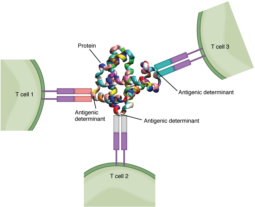 Antigenic Determinants