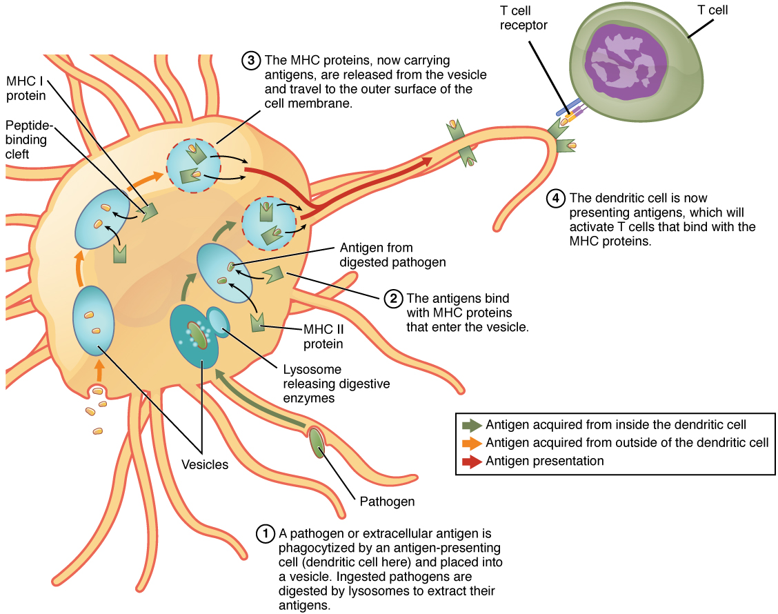 Antigen Processing and Presentation.