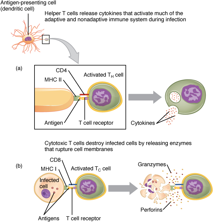 Pathogen Presentation
