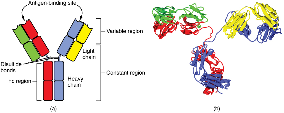 Antibody and IgG2 Structures
