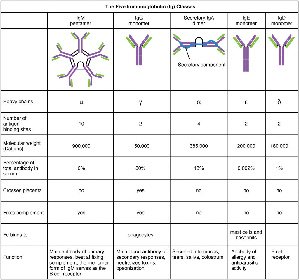Five Classes of Antibodies.