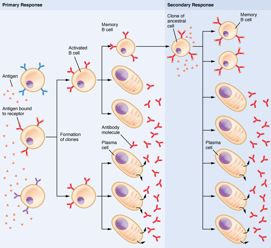 Clonal Selection of B Cells