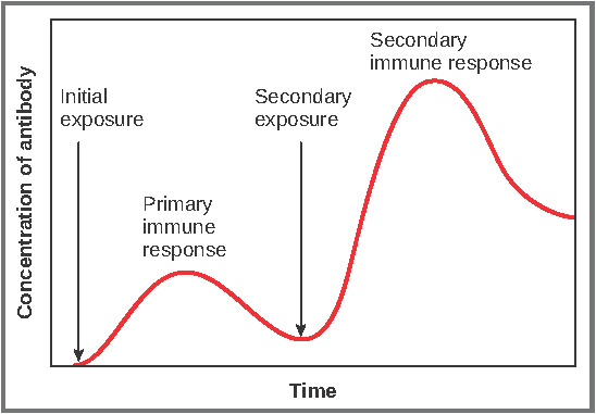 Primary and Secondary Antibody Responses