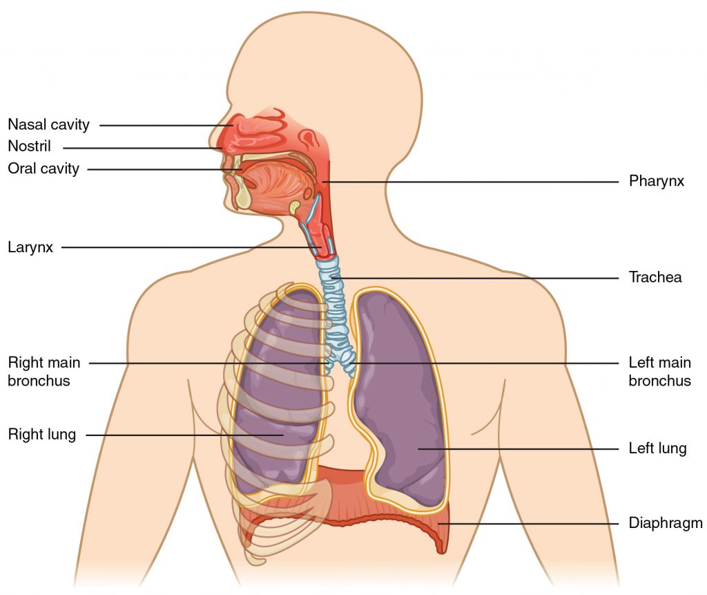 Major Respiratory Structures