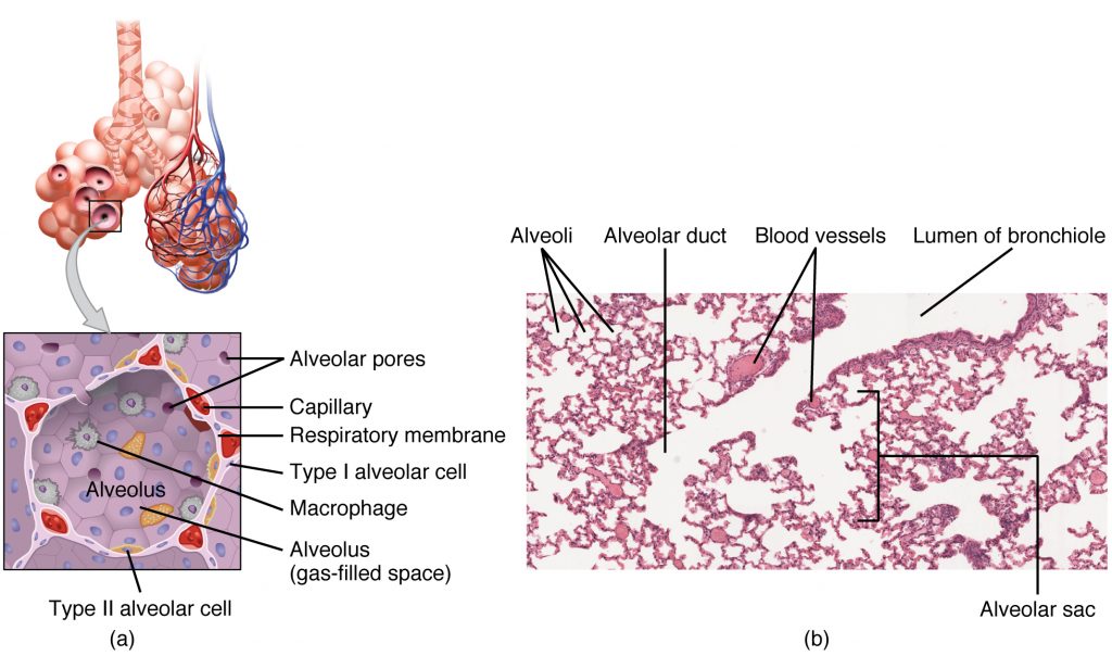 Structures of the Respiratory Zone