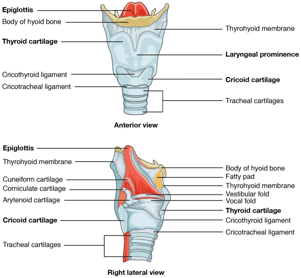 Larynx