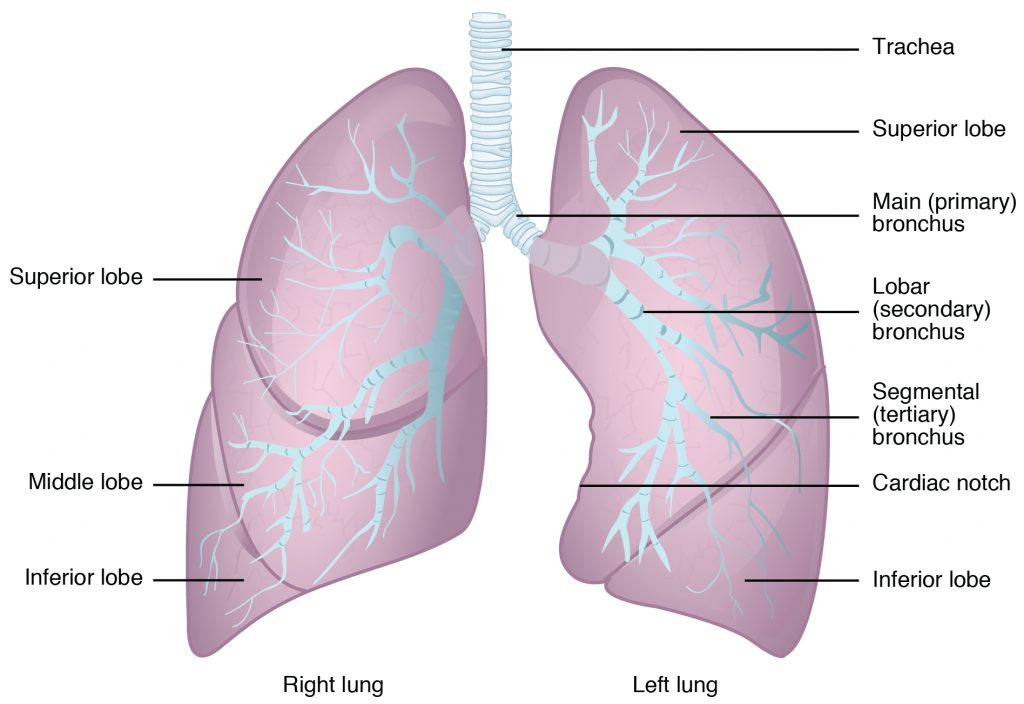 Gross Anatomy of the Lungs.
