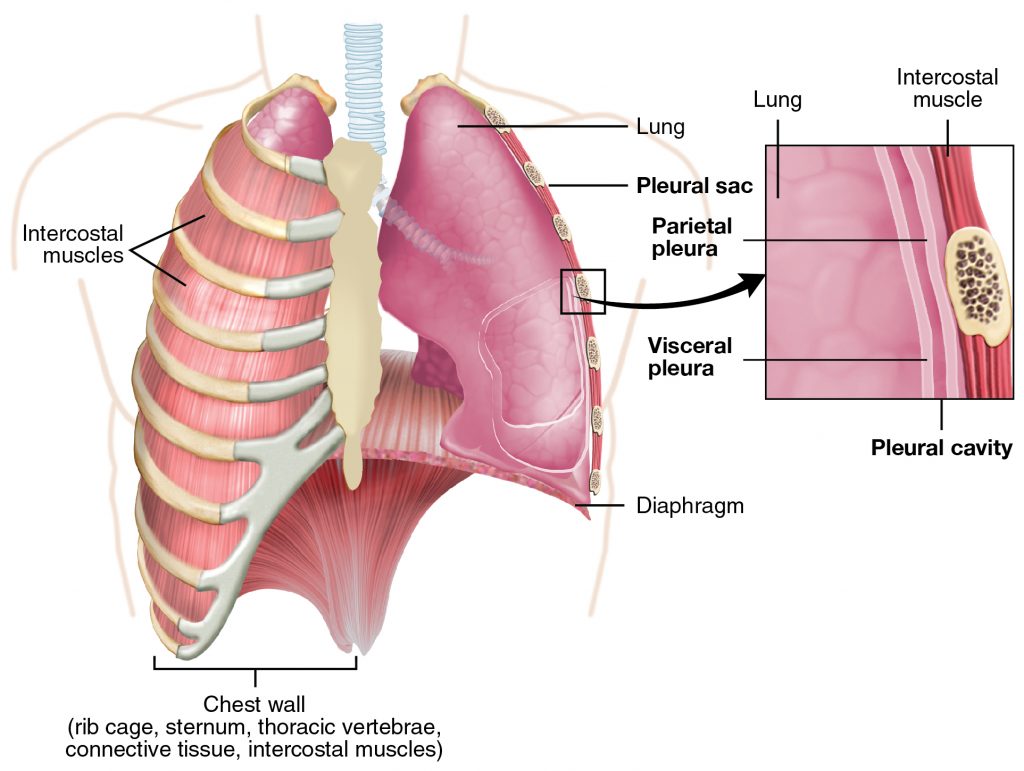 Parietal and Visceral Pleurae of the Lungs.