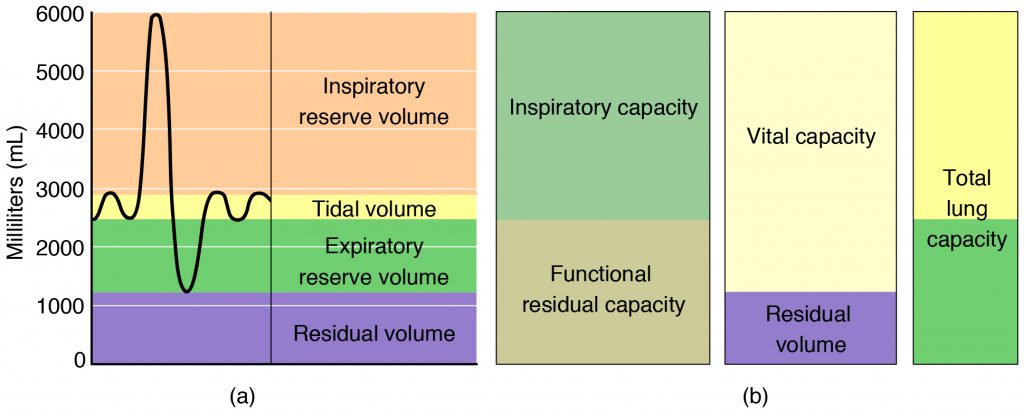 Respiratory Volumes and Capacities