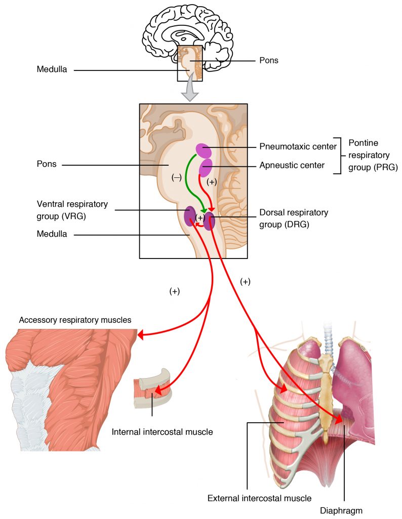 Respiratory Centers of the Brain.