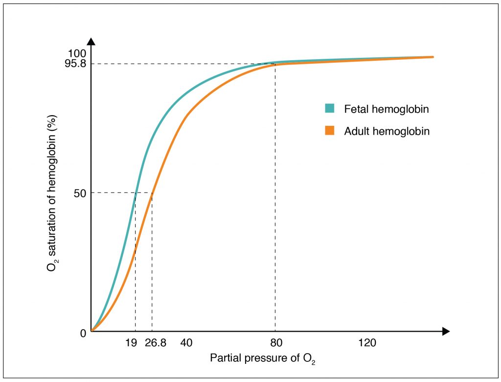Oxygen-Hemoglobin Dissociation Curves in Fetus and Adult
