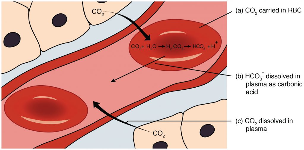 Carbon Dioxide Transport