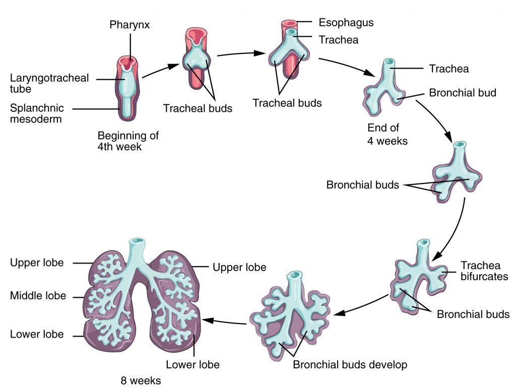 Development of the Lower Respiratory System.