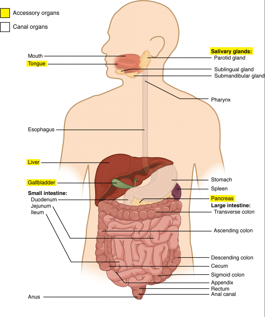 Components of the Digestive System