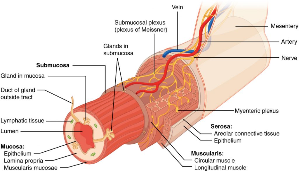 Layers of the Alimentary Canal