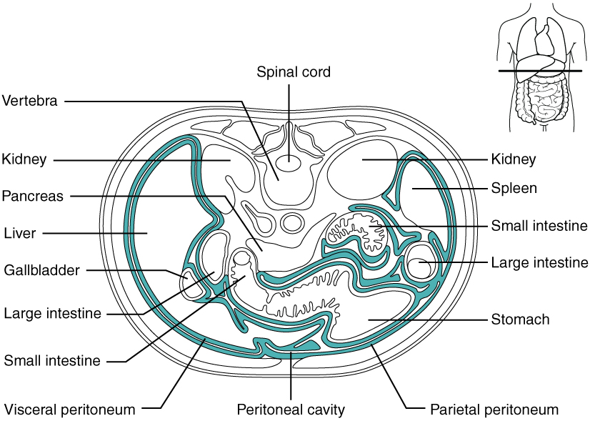 The Peritoneum