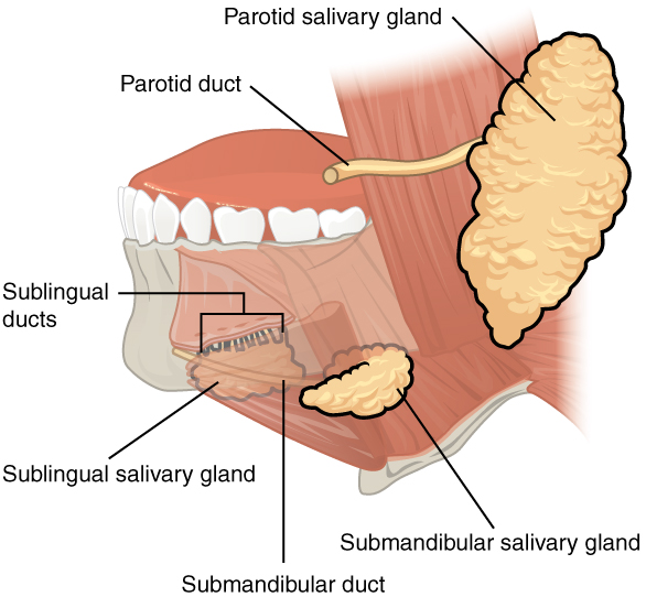 Salivary glands
