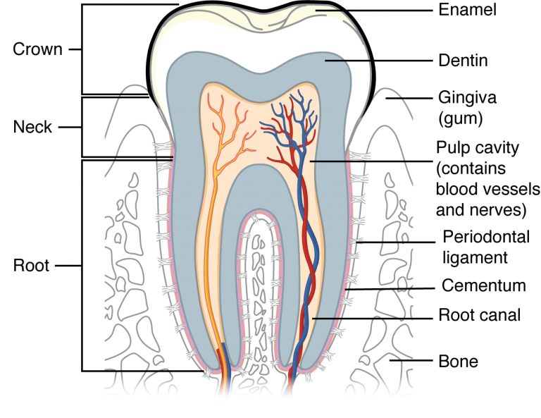 The Structure of the Tooth