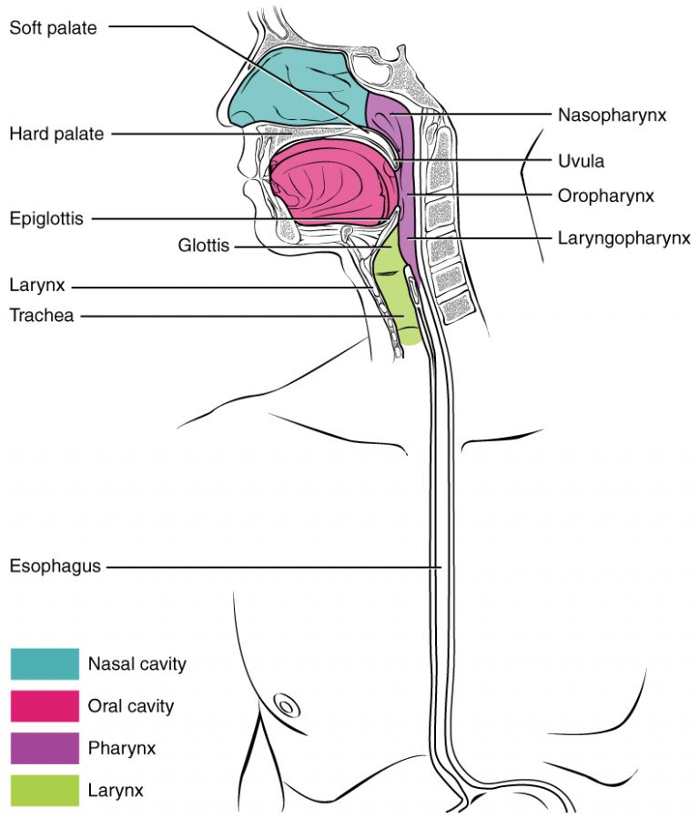 Pharynx
