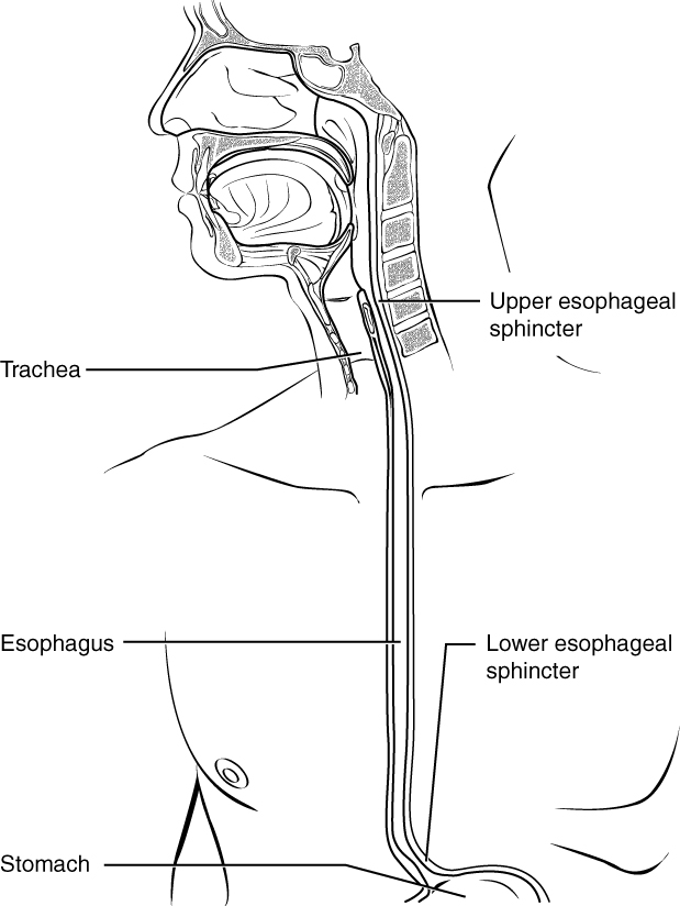 Esophagus