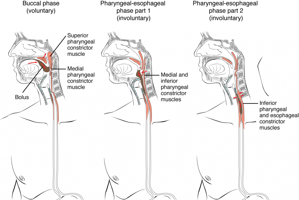 Deglutition