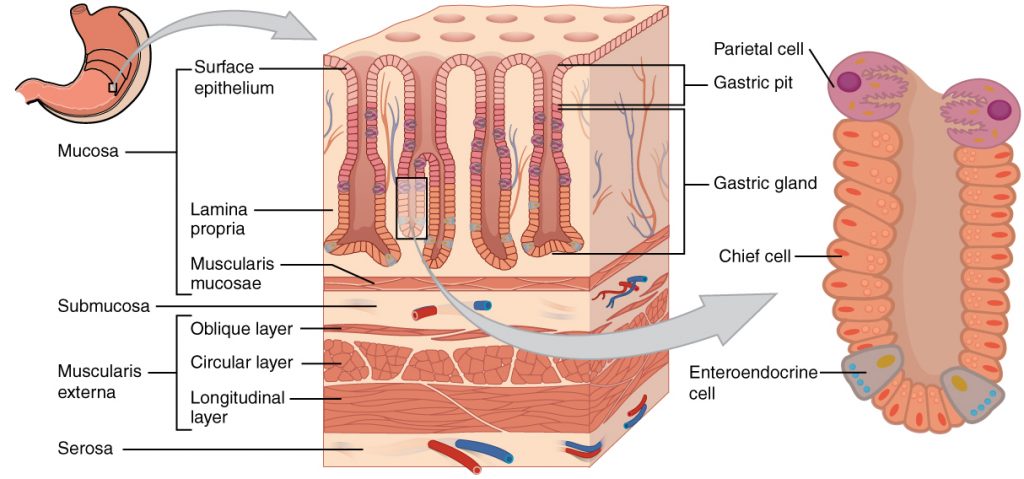 Histology of the Stomach