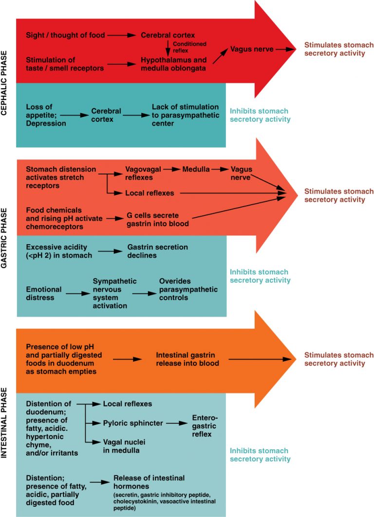 The Three Phases of Gastric Secretion