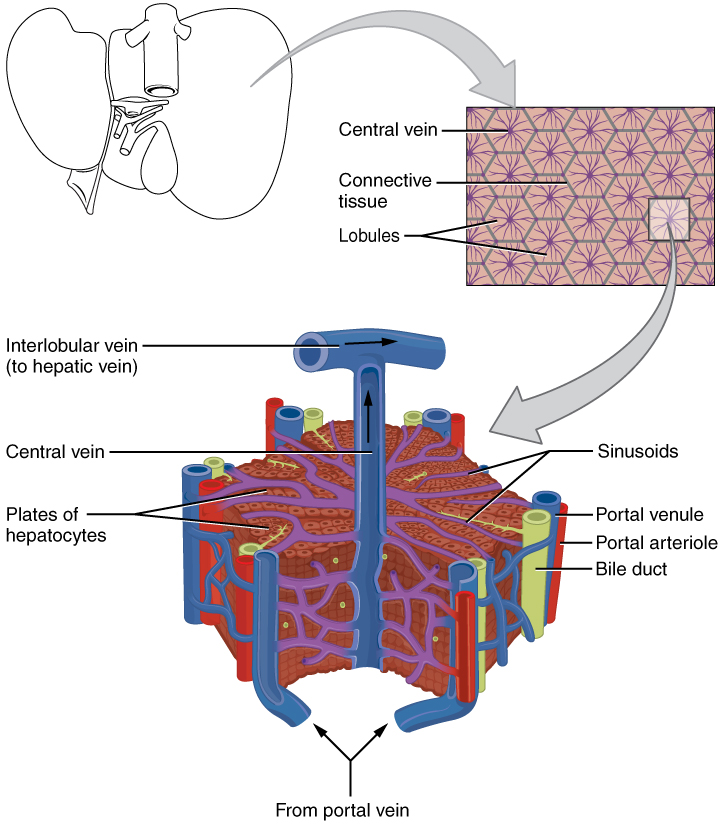 Microscopic Anatomy of the Liver