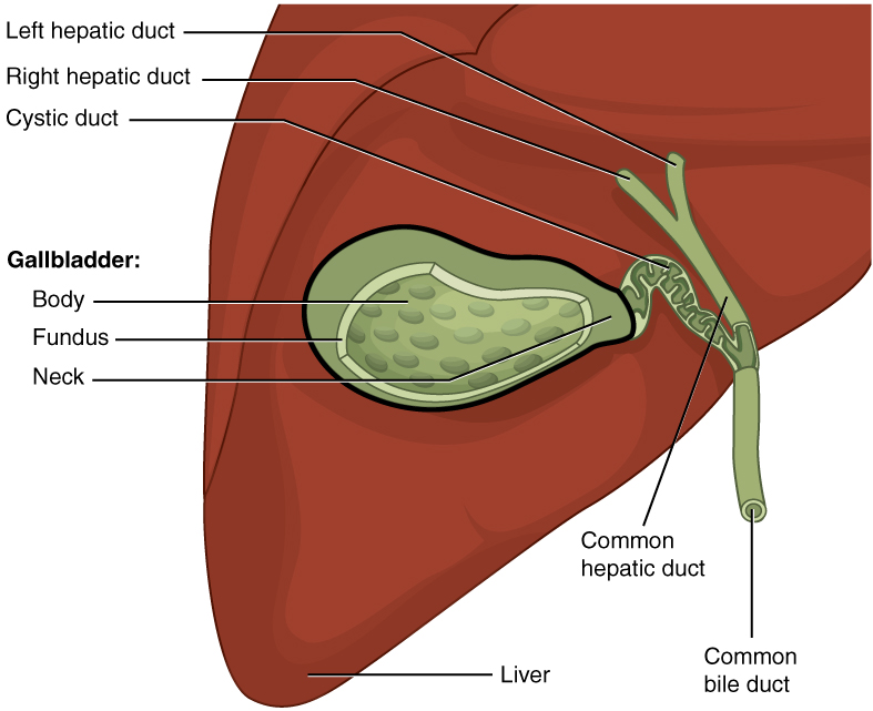 Gallbladder