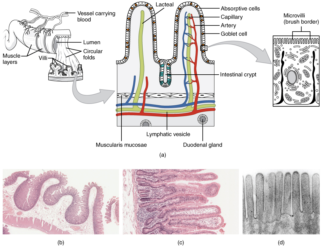 Histology of the Small Intestine