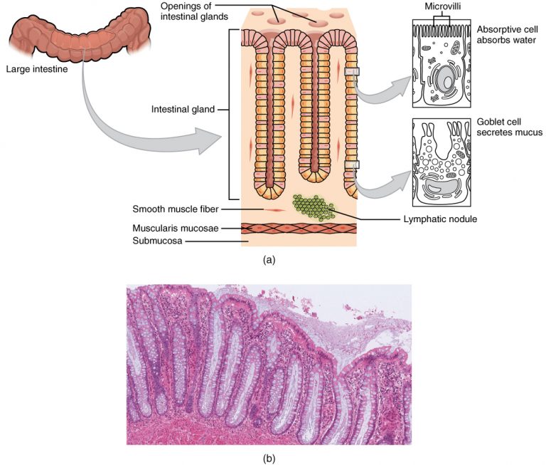 Histology of the large Intestine
