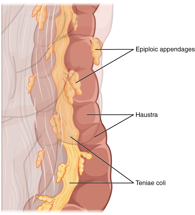 Teniae Coli, Haustra, and Epiploic Appendages
