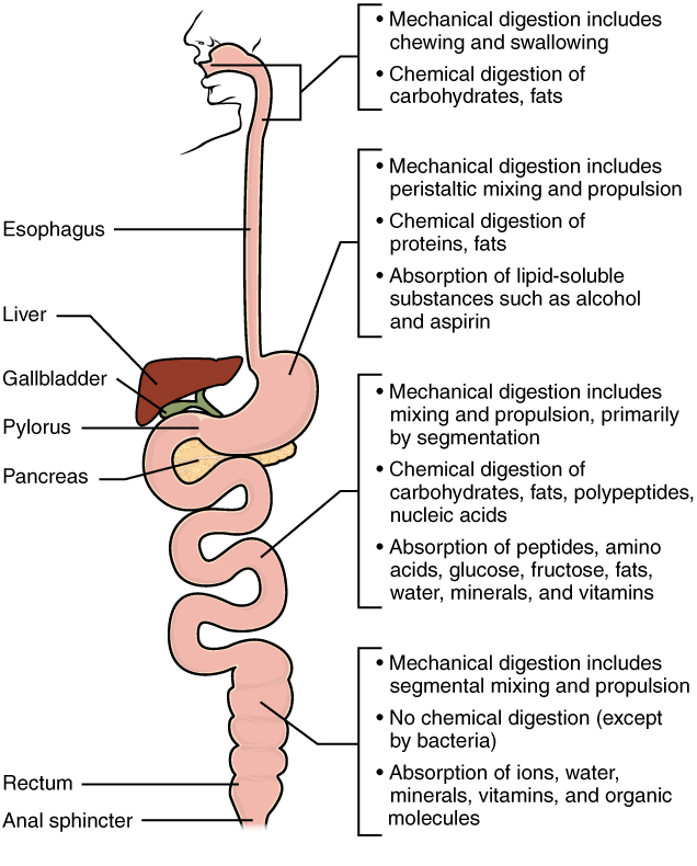 Digestion and Absorption