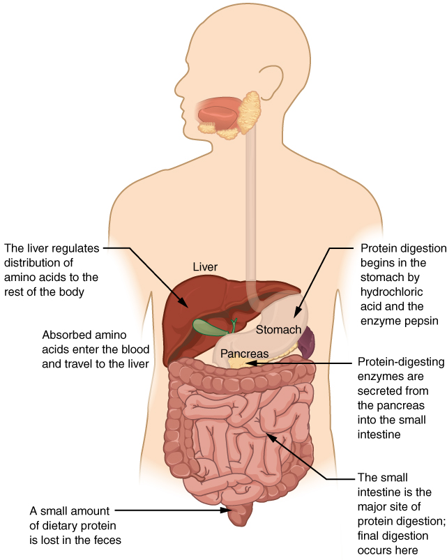 Digestion of Protein