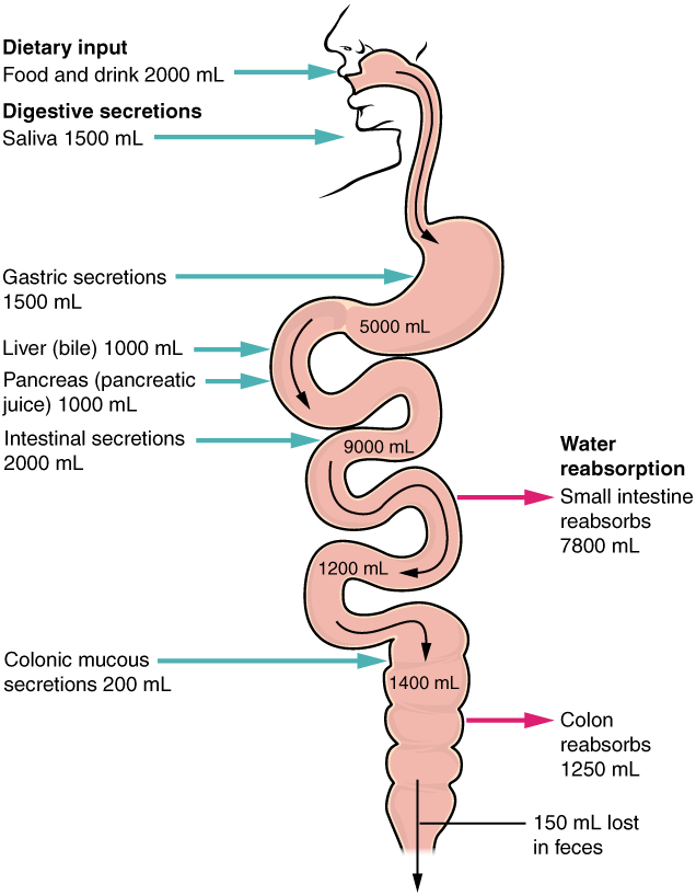 Digestive Secretions and Absorption of Water