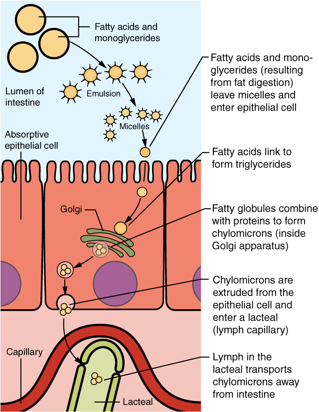 Lipid Absorption
