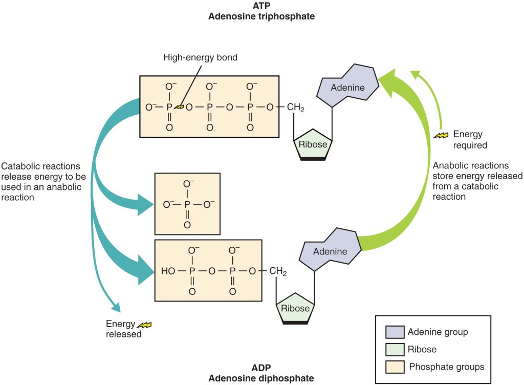 Structure of ATP Molecule