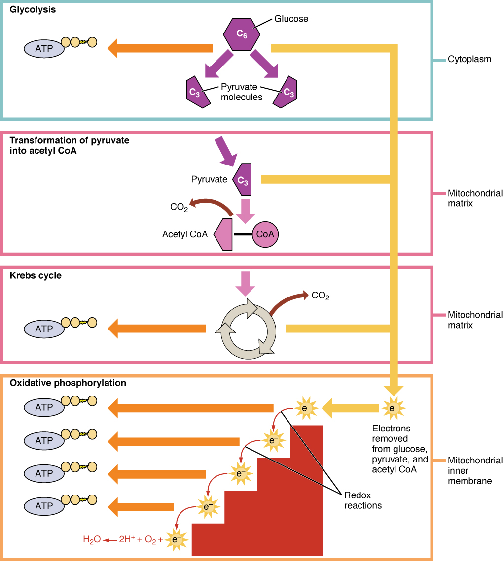 Cellular Respiration