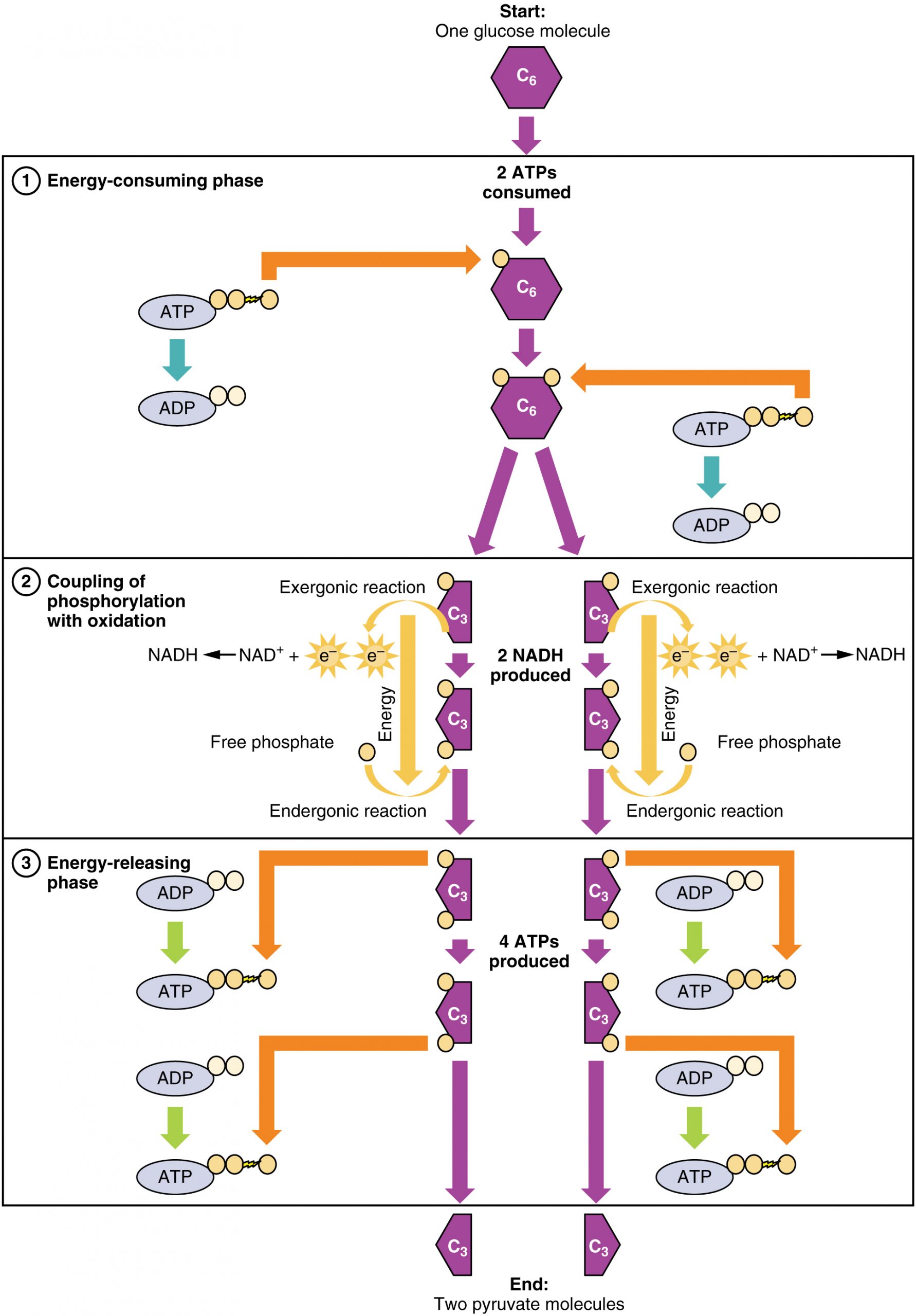 Glycolysis Overview