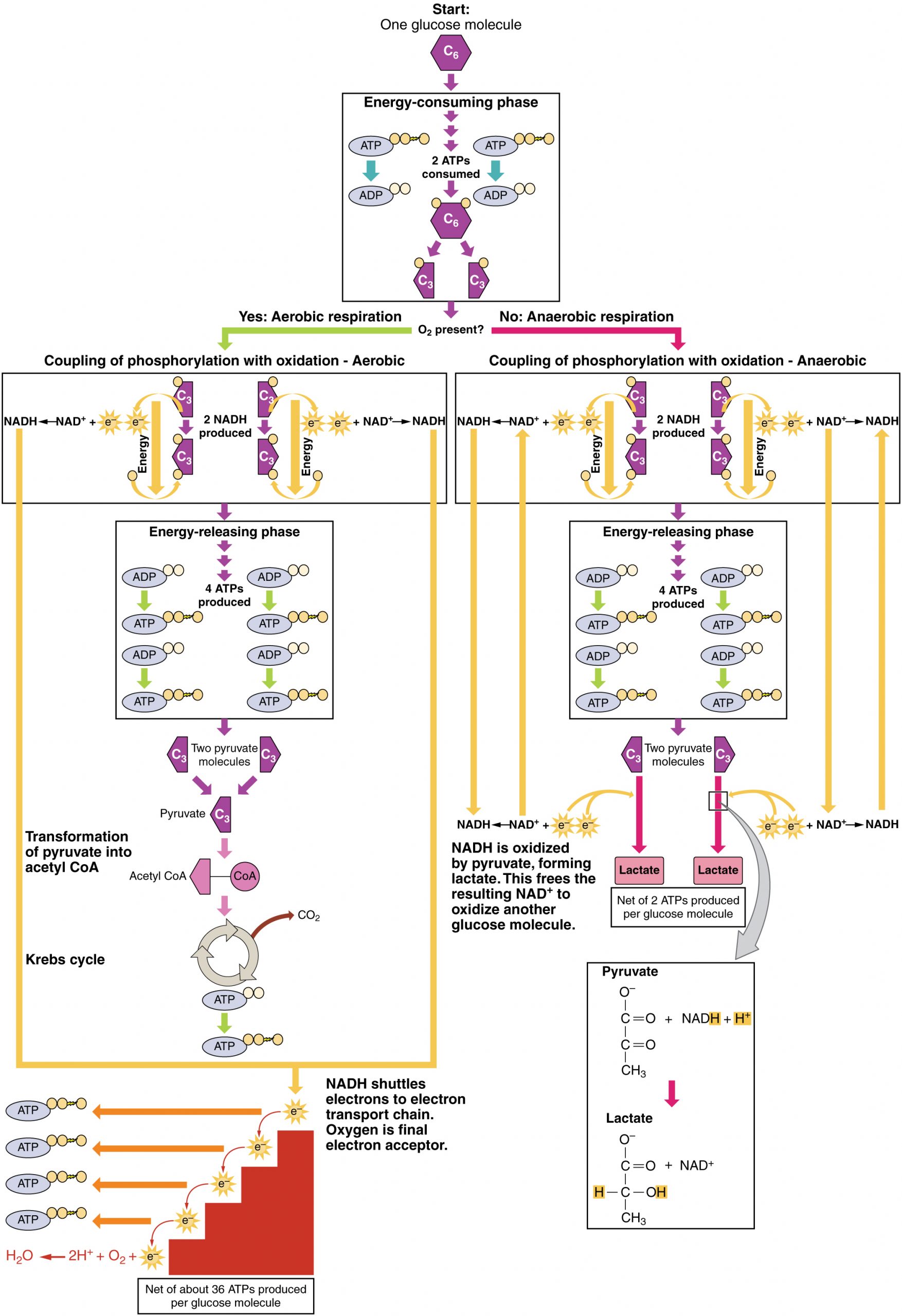 Aerobic versus Anaerobic Respiration