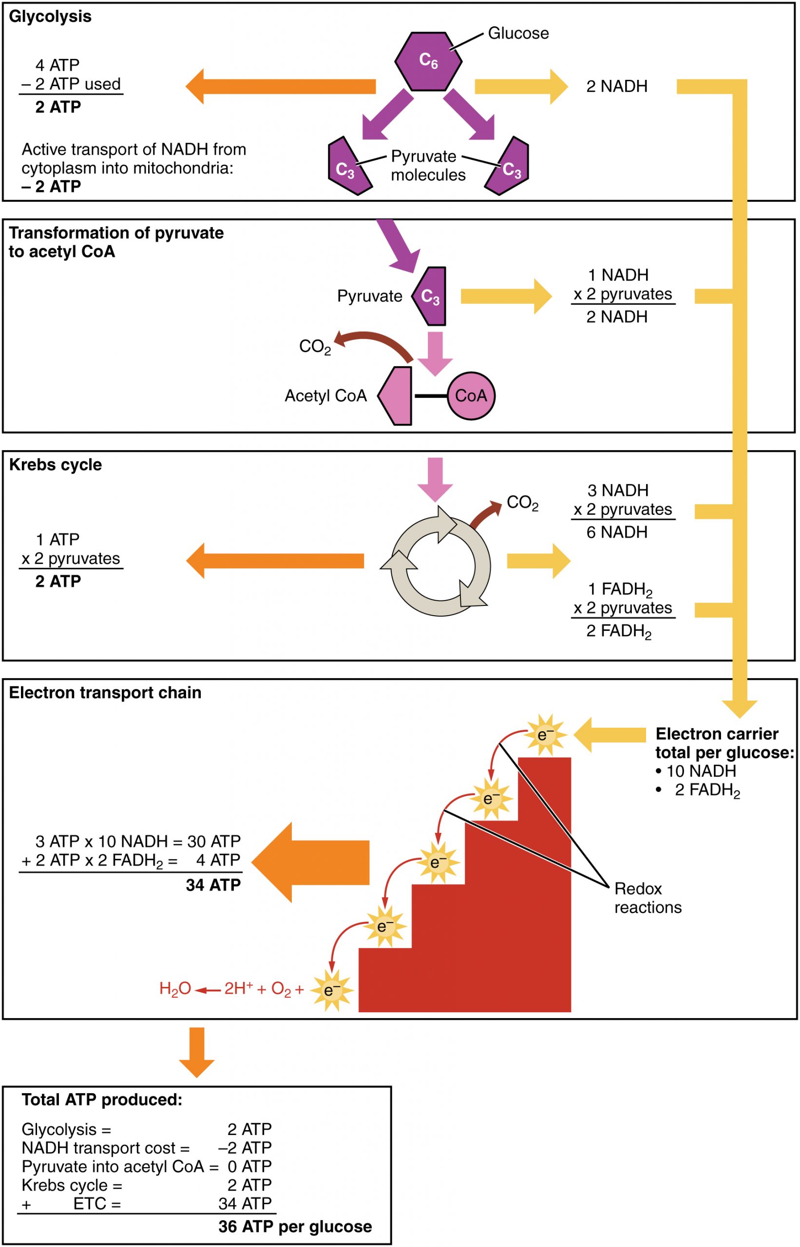 Carbohydrate Metabolism