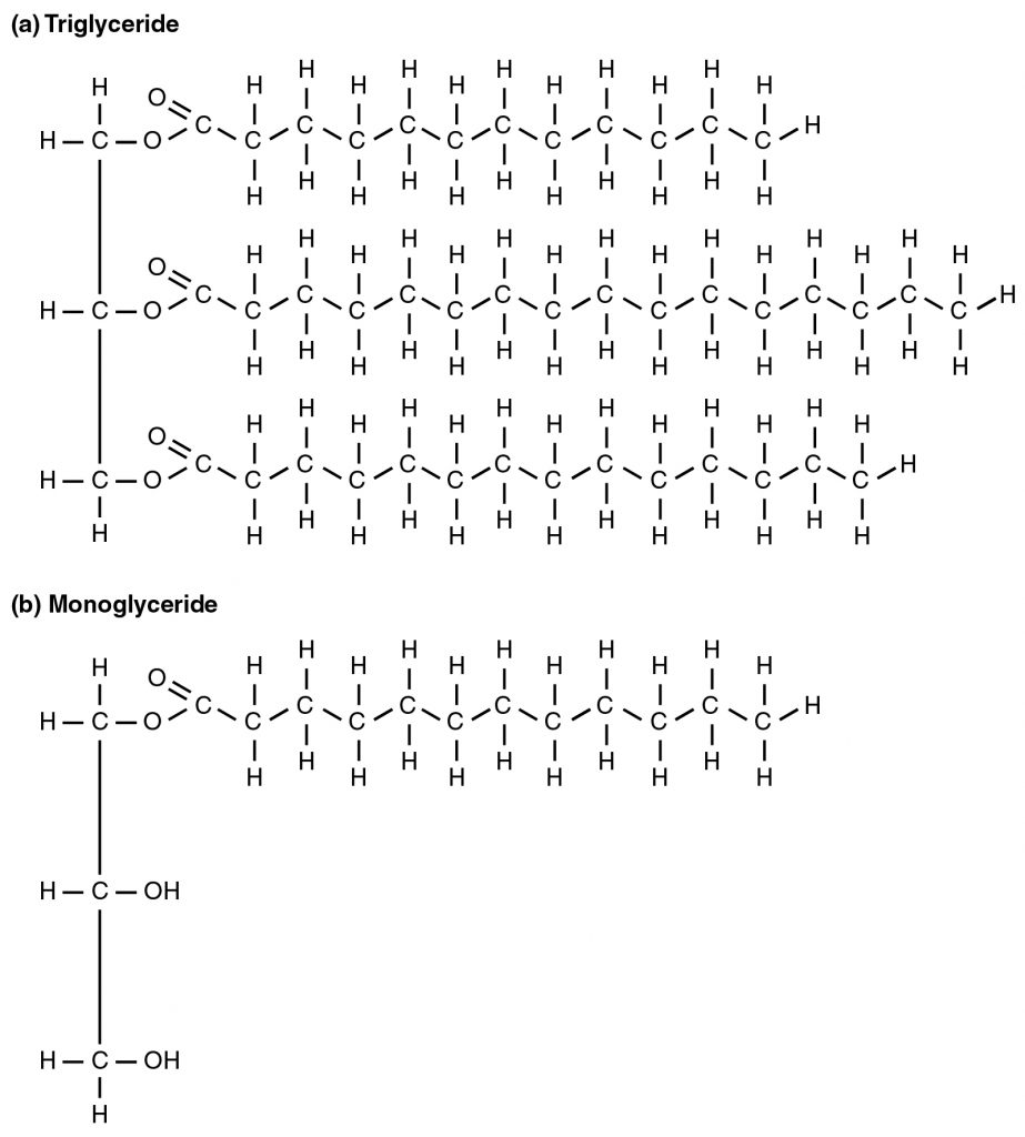 Triglyceride Broken Down into a Monoglyceride