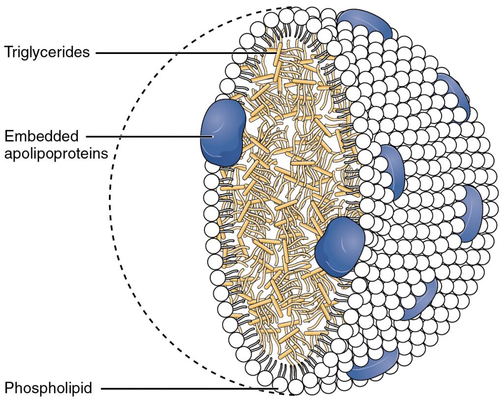Chylomicrons