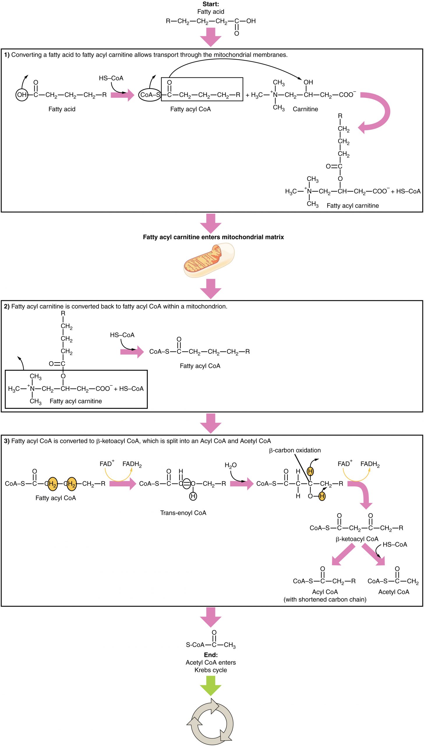 Breakdown of Fatty Acids