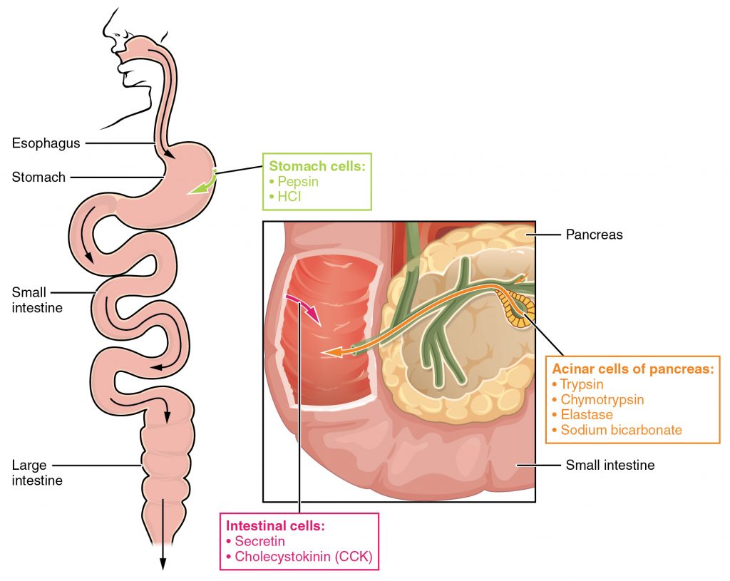 Digestive Enzymes and Hormones