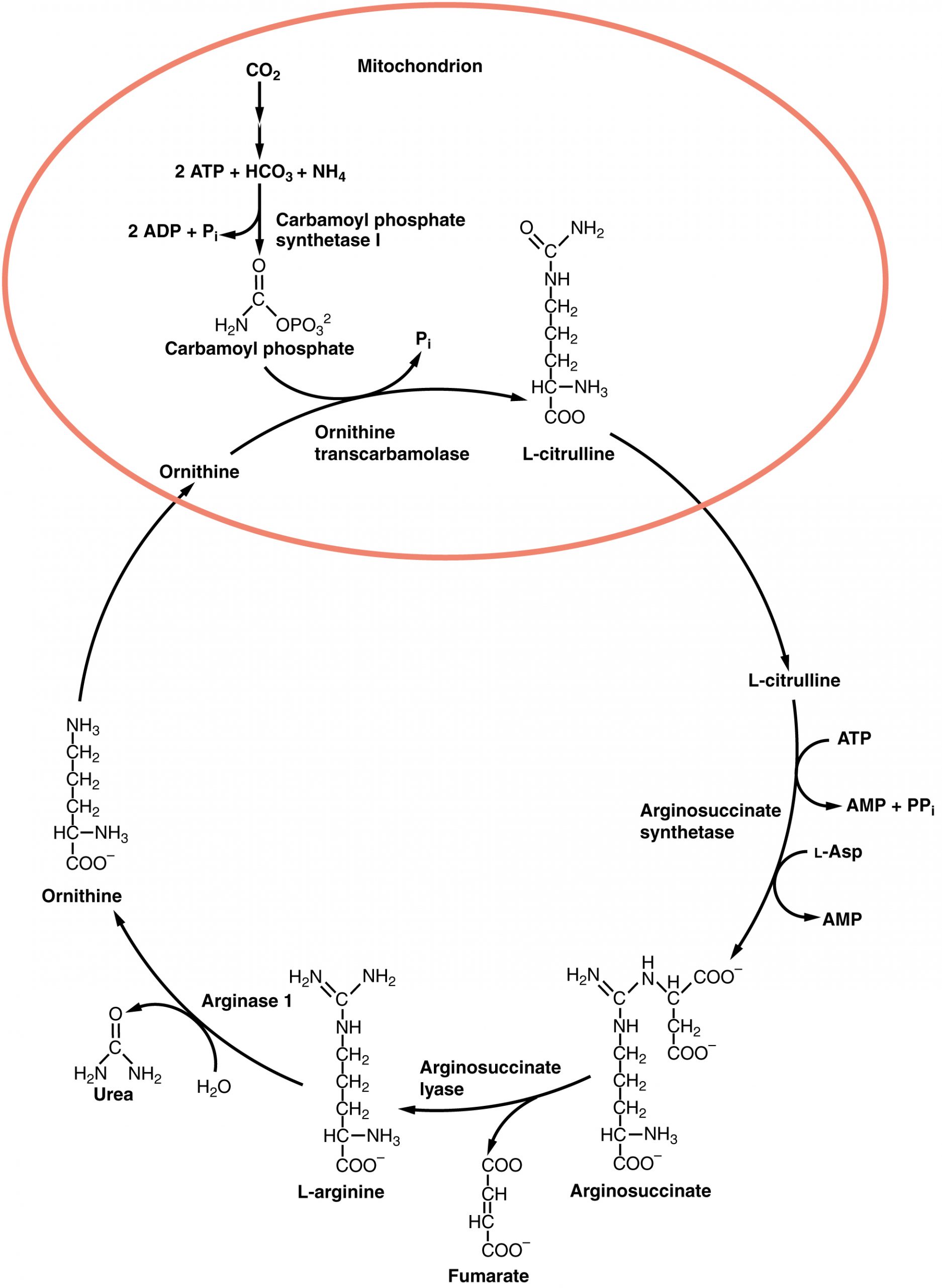 Urea Cycle